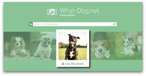 Fetch - innovation from Microsoft, which will pick up your dog in your photo