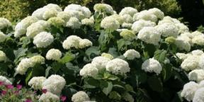 Hydrangea: types, planting and care