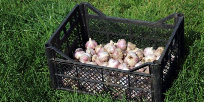How to keep the garlic in a box