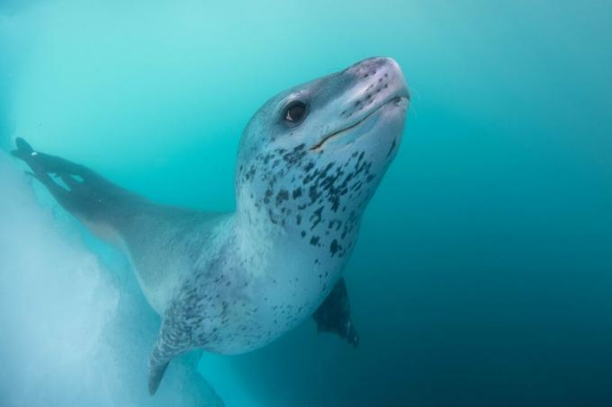 Antarctica: photo of a leopard seal