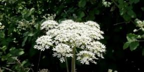 How to deal with cow parsnip on the site