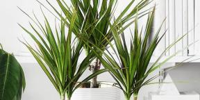 10 indoor plants for those for whom nothing is growing