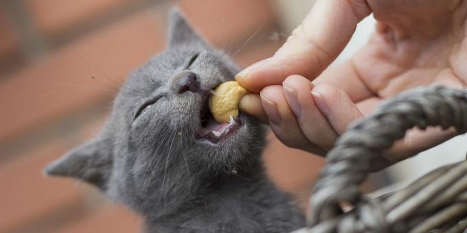 How to feed a Russian blue cat