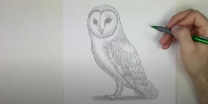 Pencil drawing of realistic owl