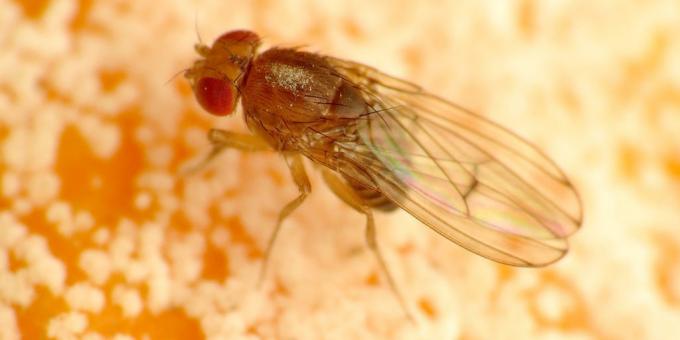 How to get rid of gnats in the room colors: Drosophila