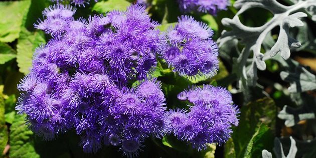 Annuals that bloom all summer: Ageratum
