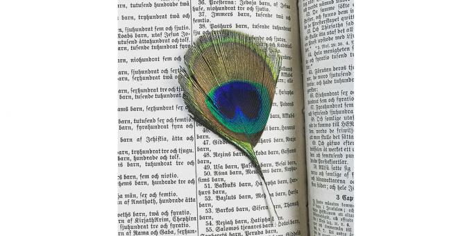 peacock feather as a bookmark