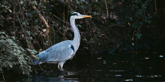 Wildlife Survival: Don't Go Birds to Find Water