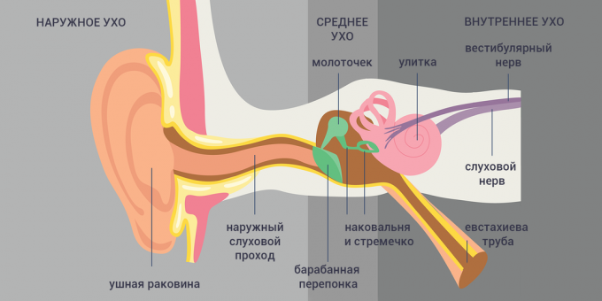 Tubo-otitis: structure of the ear 