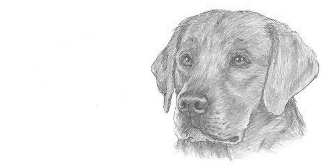 How to draw a realistic dog muzzle