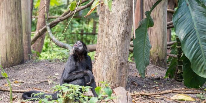 Congo Basin, Africa