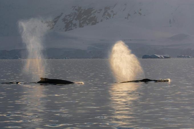 Humpback whales