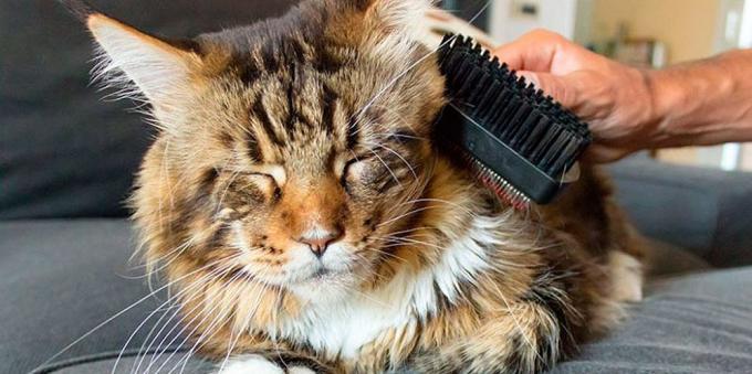 How to care for the Maine Coon