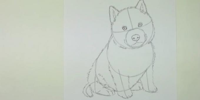Draw a dog shorstku