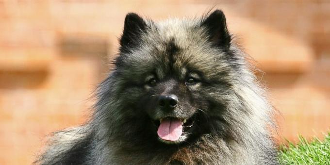 German Spitz: grooming