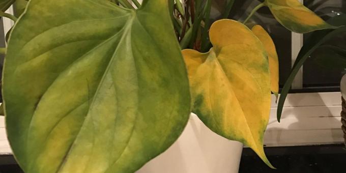 How to treat anthurium, when the leaves turn yellow