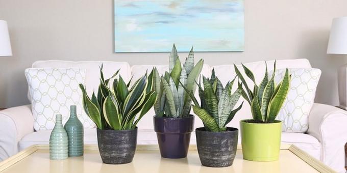Succulents: sansevieriya perfectly fit into any decor
