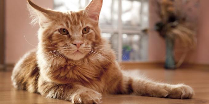 Maine Coon: character