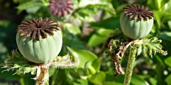 poppy capsule