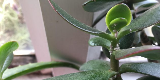 How to get rid of mealybugs