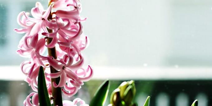 For those who want to grow hyacinth care for him - a burning topic is relevant and how to take care of hyacinth during flowering