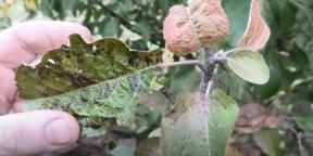 How to process apple trees, pears and other plants from scab