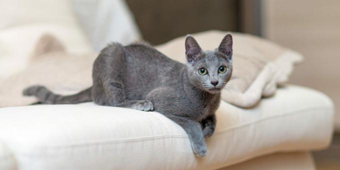 Russian blue cat: breed description