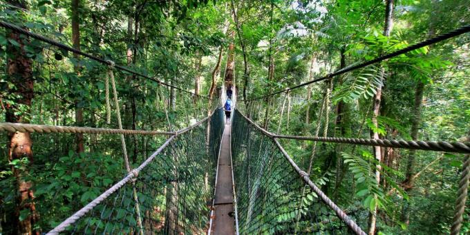 Asian territory knowingly attracts tourists: National Park Taman Negara, Malaysia