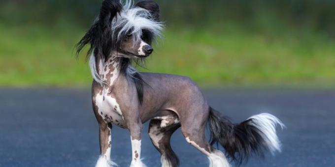 dog for apartment: Chinese crested dog