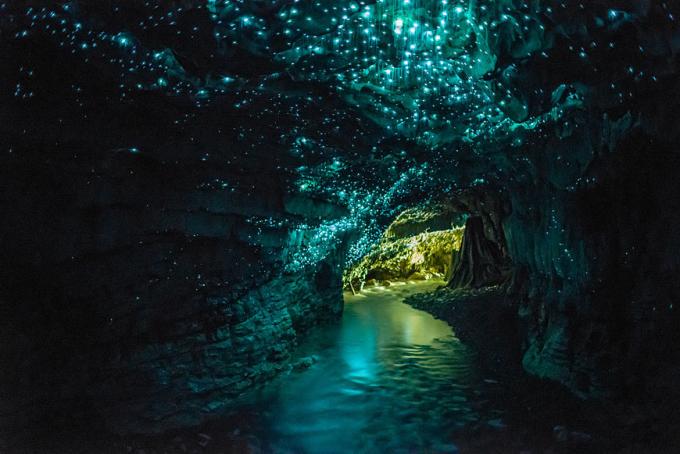 Cave with firefly Waitomo Glowworm 