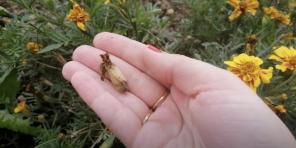 How to collect marigold seeds