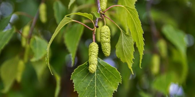 birch Buds