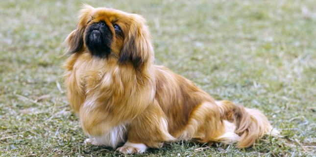breed dogs for apartment: Pekingese