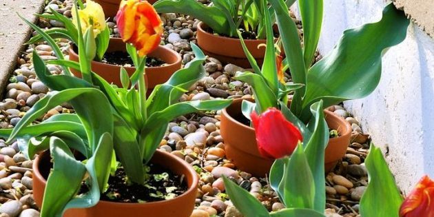 How to make beds of flower pots