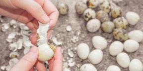 How and how much to cook quail eggs