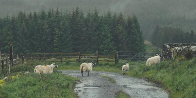 Fearful Scottish sheep