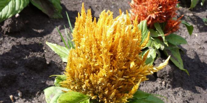 Unpretentious flowers for flower beds: celosia feathery