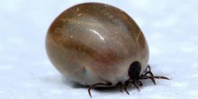 30 answers to the most pressing questions about ticks