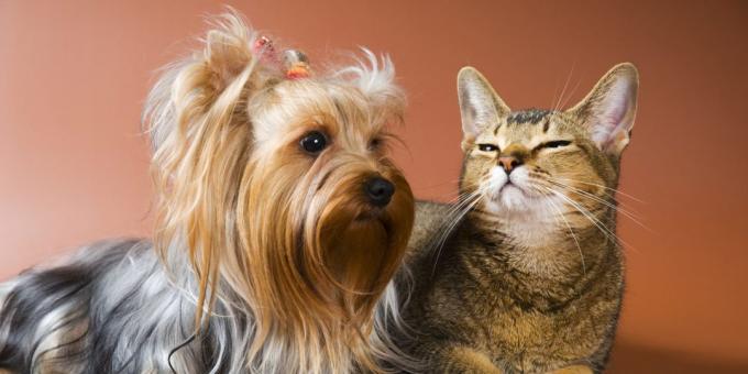 Yorkshire terrier: character