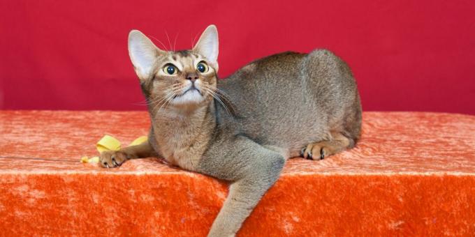 Abyssinian cat: character
