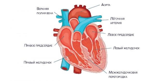 Anatomy of the heart