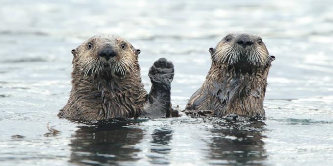Funniest animal photos - two otters