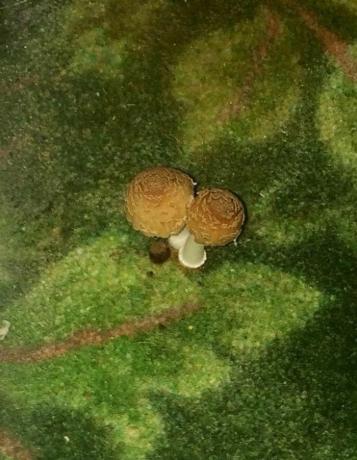 horrible hotels: mushrooms in the room