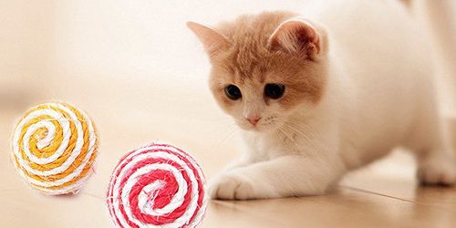 100 coolest things cheaper than $ 100: ball cats