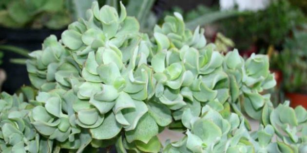 Succulents: Crassula undulatifoliya