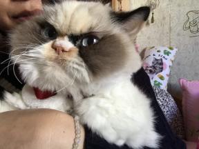 Grumpy Cat 2.0: the new grumpy cat conquers the internet