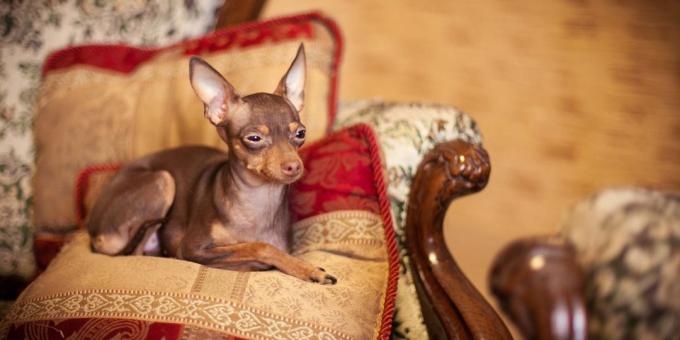 dog for apartment: Toy Terrier