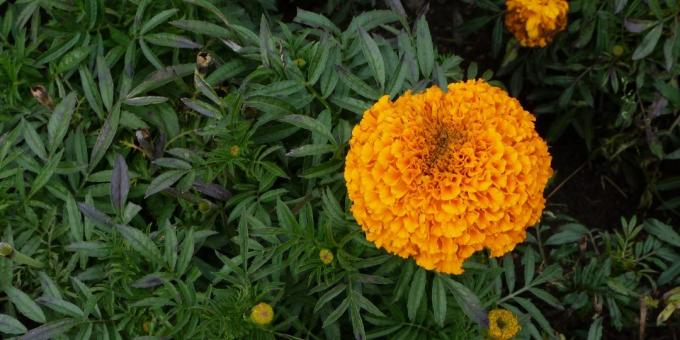 Unpretentious flowers for flower beds: marigold