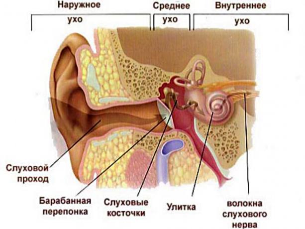 ear structure