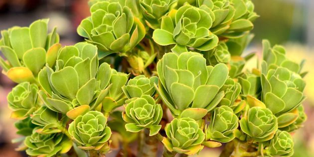 Succulents: aeonium balsamic